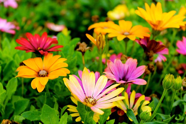 Multi-coloured flowers